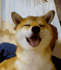 161500198388.gif 161500198388.gif